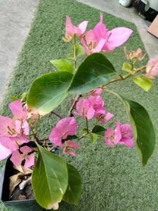 Bourgainvilleas Combo