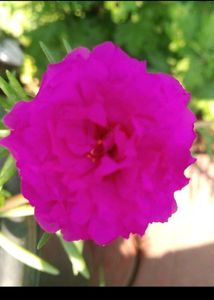 Combo 10 VarietyMoss Rose And 9&#34;O Clock Live Plant