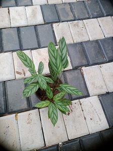 10 Live Root Plants