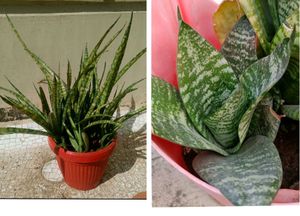 Combo Of Live Snake Plant -2 And Seeds