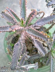 Mother Of Millions 2 Live Plants