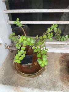 Live Plant For Sale - 6 Nos