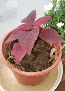 Combo Of Coleus Plants