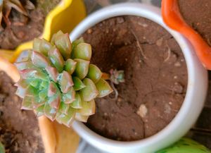 Combo Of 3 Succulents (Without Pot)