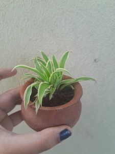 Real Spider Plant, Healthy Roots In Tiny Clay Pot