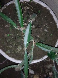 Dragon Fruit Plant