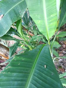 Banana Plant