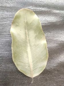 Herbal Dry Sandalwood(Chandan) Leaves 100gm