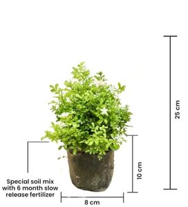 kamani plant ☘️ indore plan