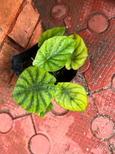 3 Healthy Caladiums Combo