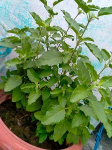 Tulsi Live Plant