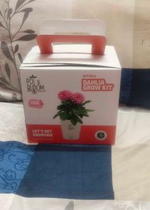 Elegant Dahila Flower Grow Kit