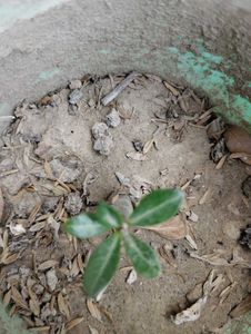 4 Flowers Plant