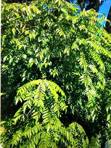 🌿 Fresh Organic Curry Leaves