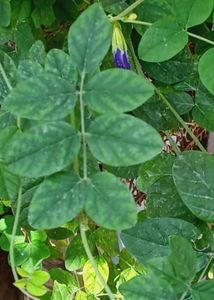 Plant Condition Healthy