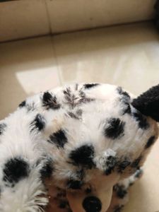 Cute Little Furry Friend