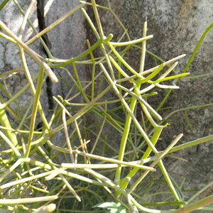 Pencil Catus 4/5 Sticks