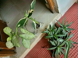 Set 3 Arrohead &amp; Moses &amp; Never Plants