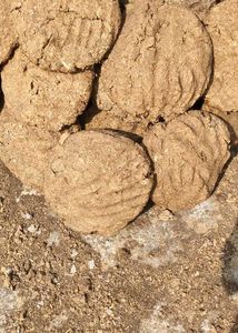 Cow Dung