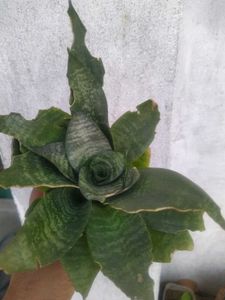 2 Plant Combo
