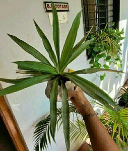 3 Set Beautiful Plants