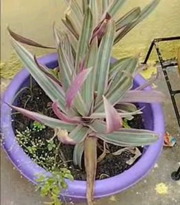 Rhoeo Plant With Pot