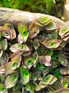 Callisia Repens Hanging Plant