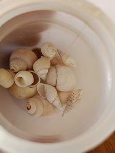 small Seashell Collection