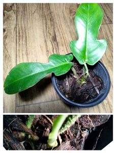 Combo Plants