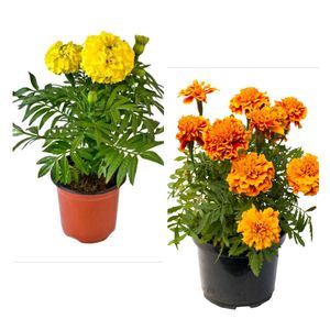 Marigold Plant Pack Of 3