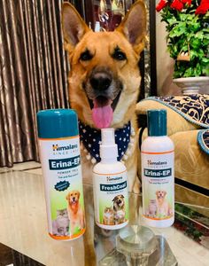 Dog , Cat  Himalayan Tick And Flea Control Powder