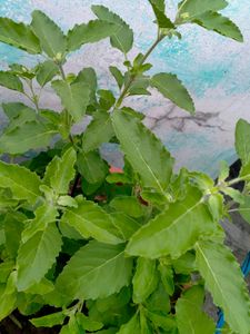 Tulsi Live Plant