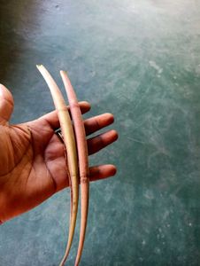 Adenium Seeds Combo