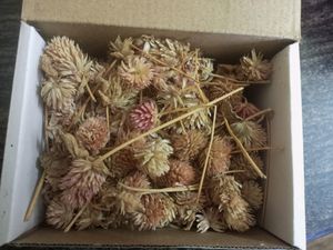 Vadamalli / Globe Amaranth Flower Seeds.