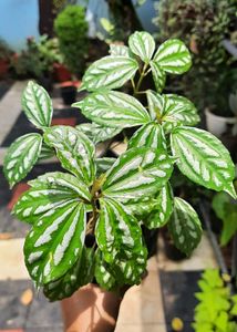 Set Of Plants