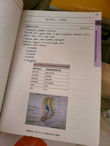 marrow notes