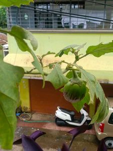 Plant Desi