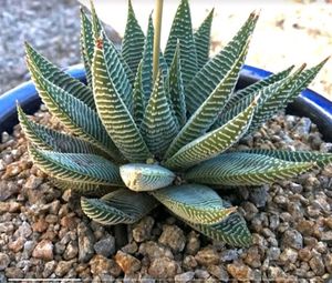 Combo 6 Plant
