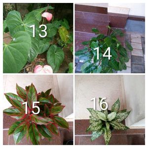 you can select 10 Live root plants