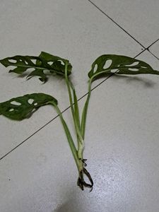 Broken Heart Rooted Plant