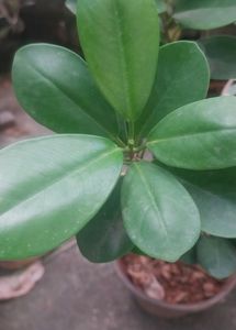 Green/Panda Ficus