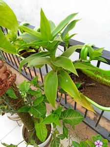 Live Basket Plant (Large, without pot)