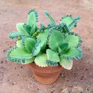Kalanchoe Daigremontiana (Mother of Thousands)