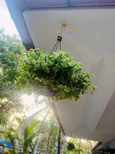 Compo Of Snake Plant And Other