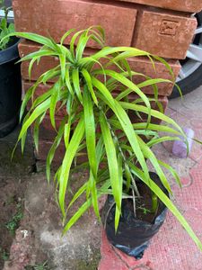 Dracaena Plant