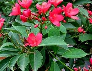 Peregrina Flowering Evergreen Plant