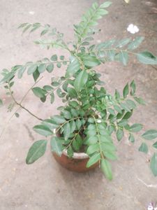 Curry Leaves Healthy Plant With Root