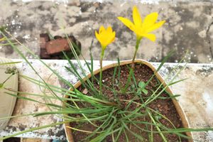 3 Colour Rain Lily&#39;s 45/-