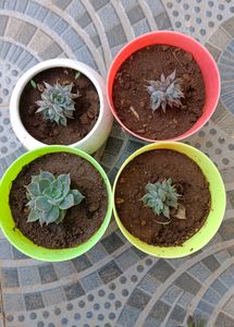 Set Of 4 Succulent (Without Pot)