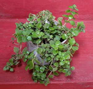 Pilea Depressa/Plant 🌵 &amp; pot
